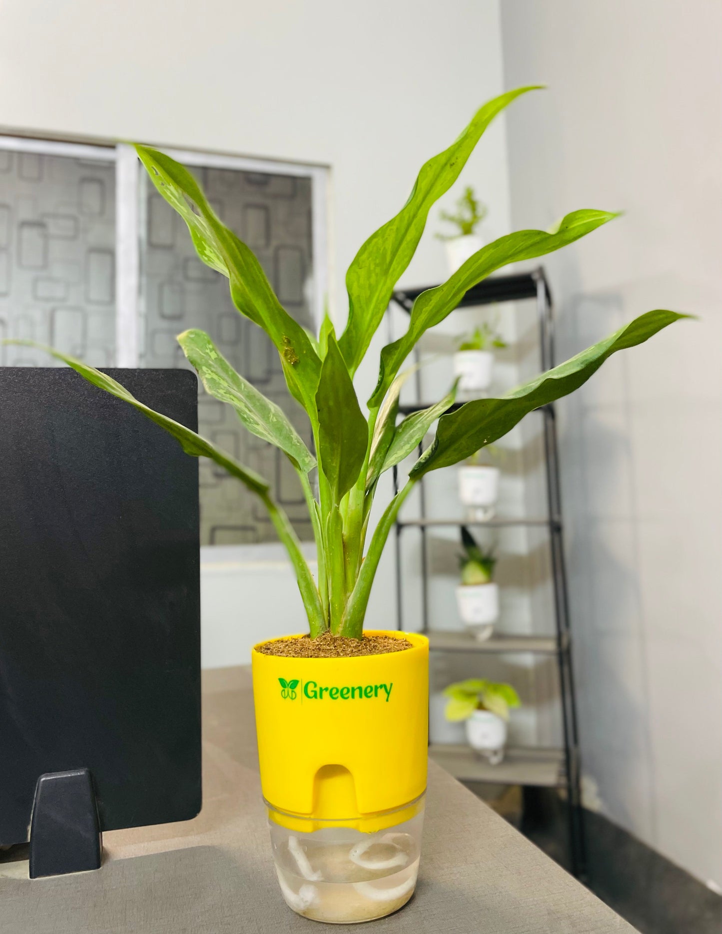 Aglaonema Tigress With Self Watering Pot