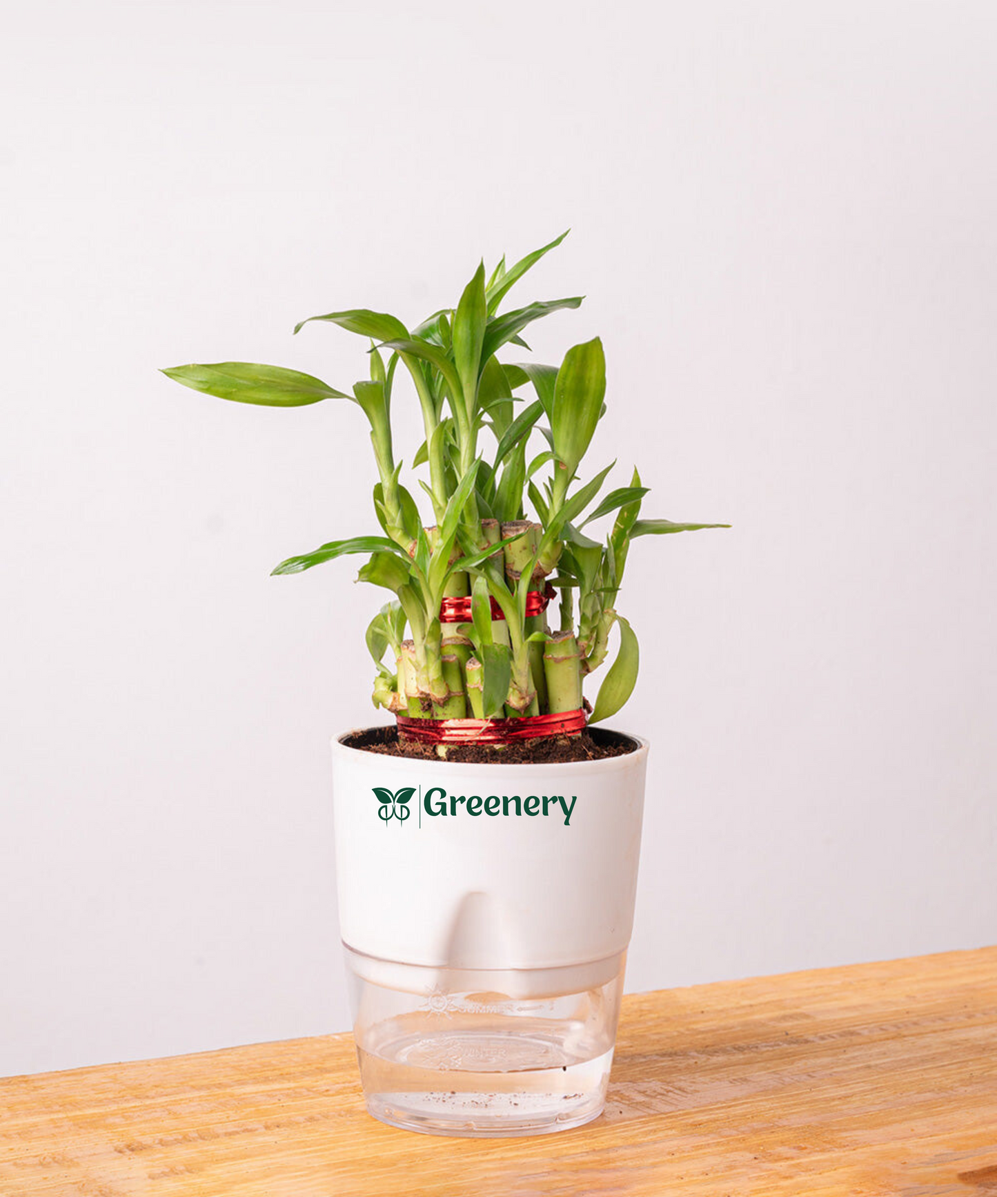 Bamboo 2 Layer Live Indoor Plant With Self Watering Pot