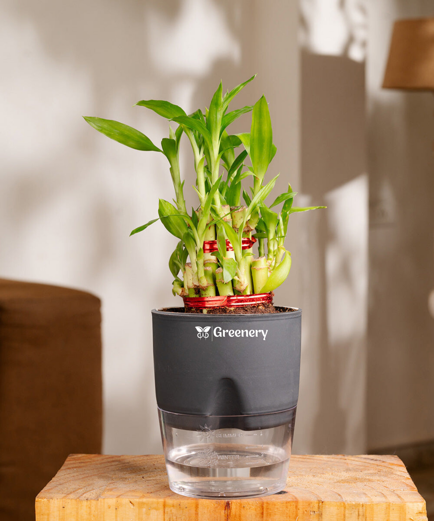 Bamboo 2 Layer Live Indoor Plant With Self Watering Pot