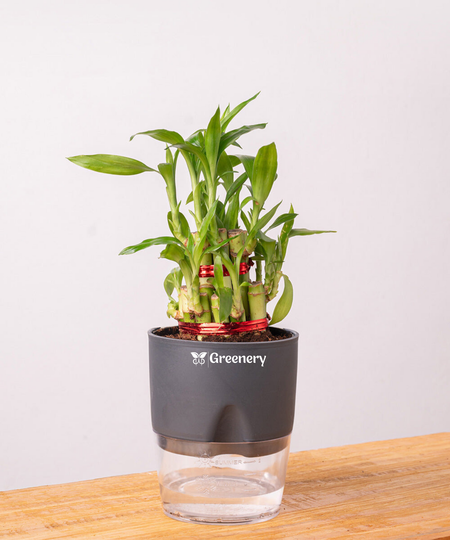 Bamboo 2 Layer Live Indoor Plant With Self Watering Pot