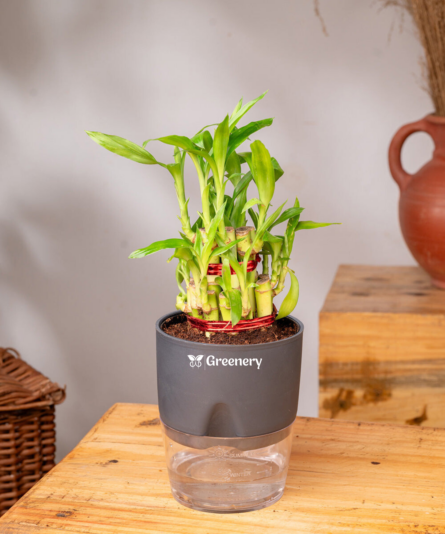 Bamboo 2 Layer Live Indoor Plant With Self Watering Pot
