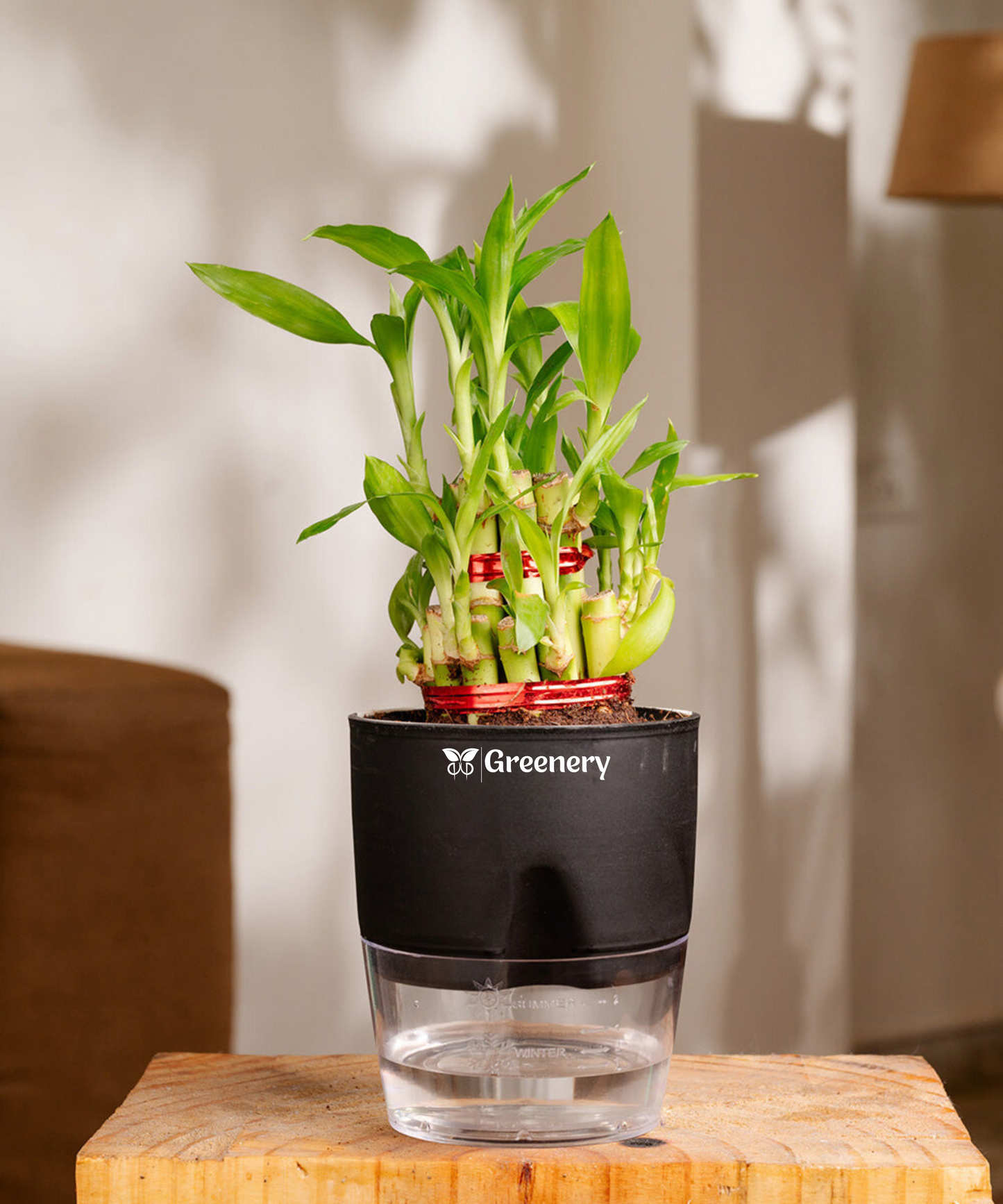 Bamboo 2 Layer Live Indoor Plant With Self Watering Pot