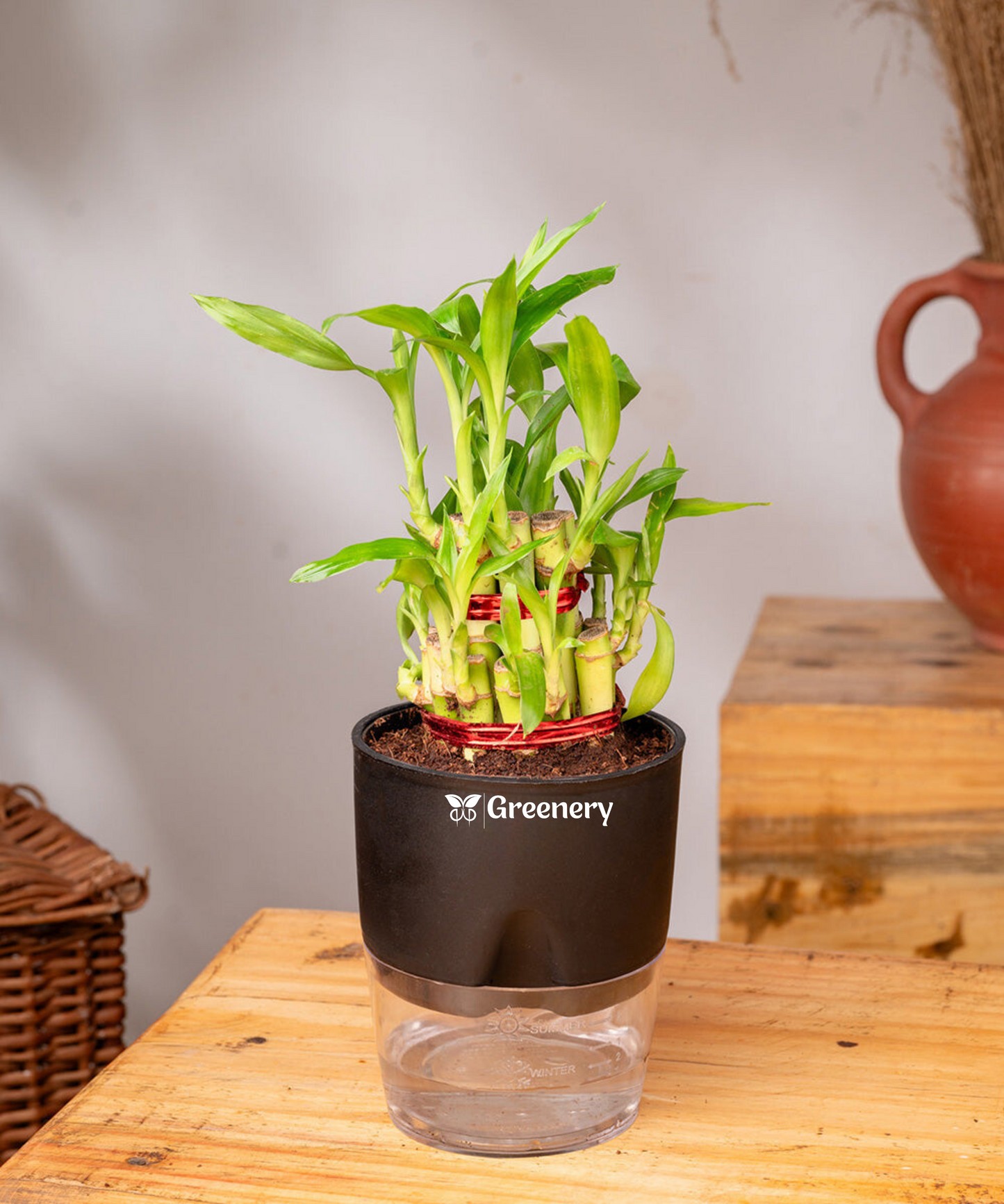 Bamboo 2 Layer Live Indoor Plant With Self Watering Pot