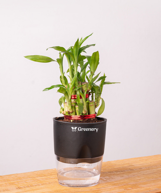 Bamboo 2 Layer Live Indoor Plant With Self Watering Pot