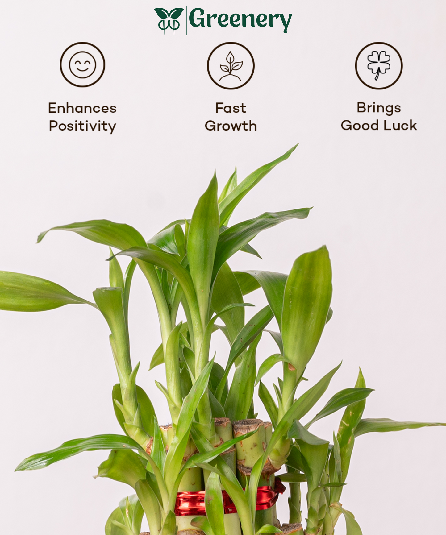 Bamboo 2 Layer Live Indoor Plant With Self Watering Pot