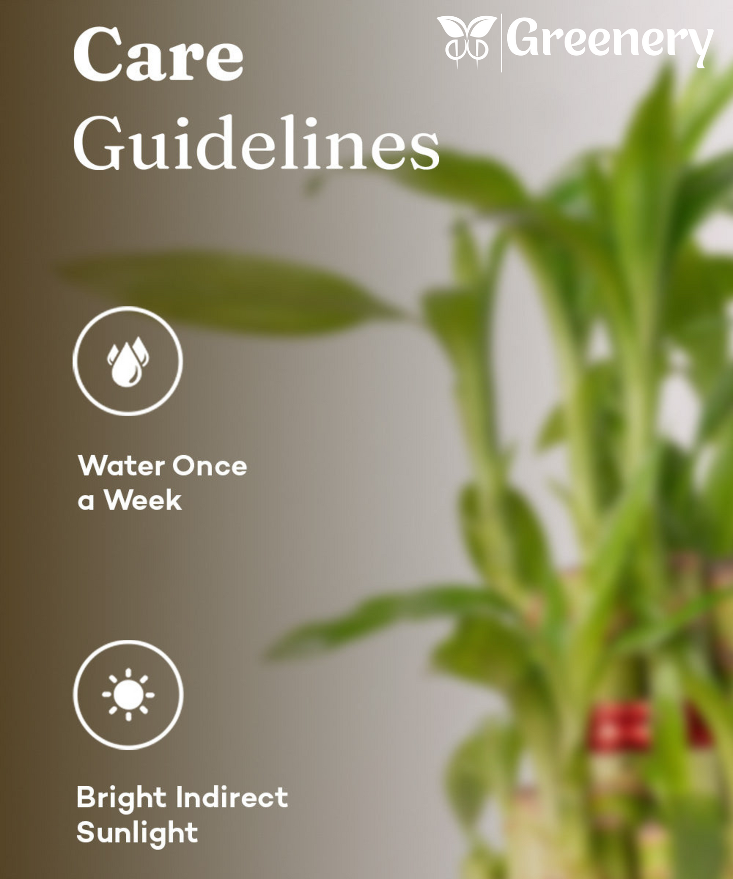 Bamboo 2 Layer Live Indoor Plant With Self Watering Pot