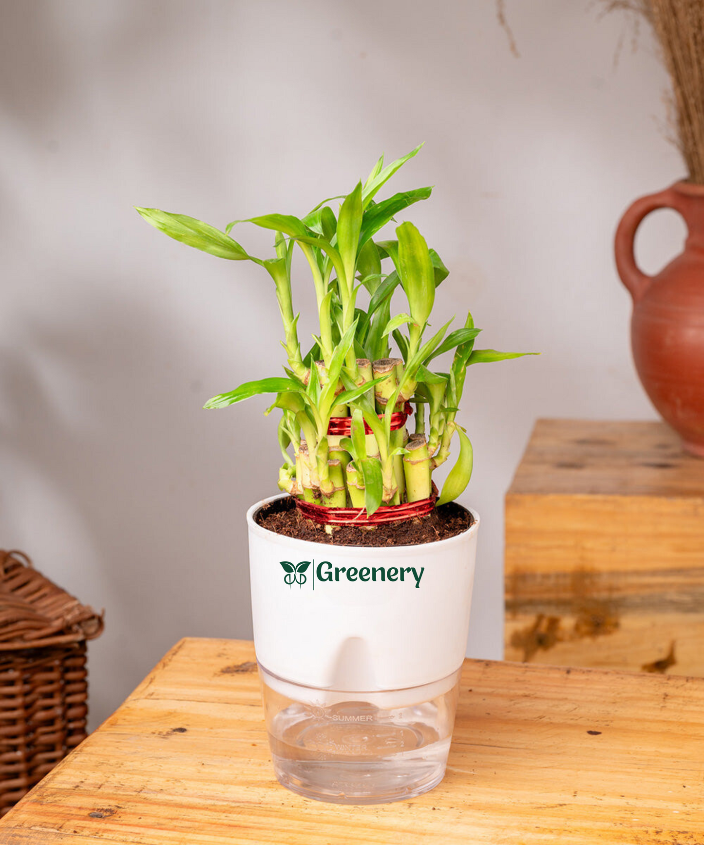Bamboo 2 Layer Live Indoor Plant With Self Watering Pot