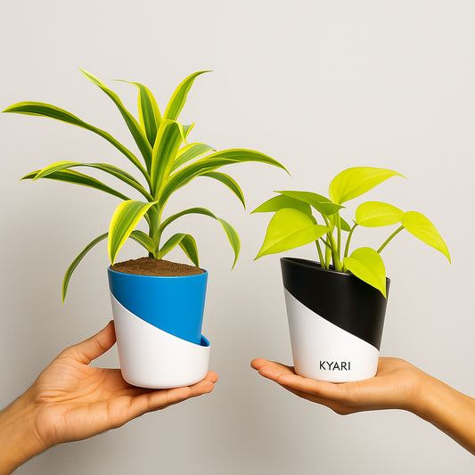 Set Of 2 Live Indoor Plant Combo Of Dracaena reflexa (Song of India) And Golden Money Plant With Atlantis Self Watering Pot