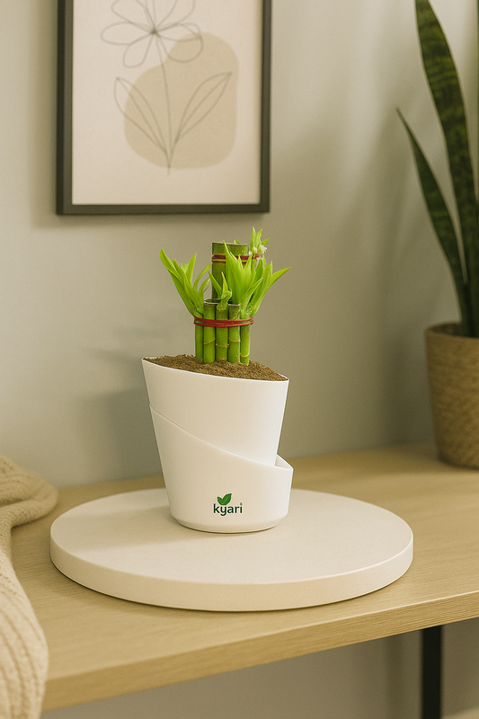 Bamboo 2 Layer Live Indoor Plant With Atlantis Self Watering Pot