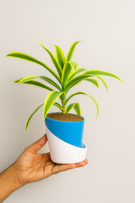 Dracaena reflexa (Song of India) Plant With Atlantis Self Watering Pots