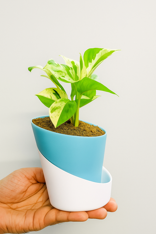 Money Plant N'Joy With Atlantis Self Watering Pot