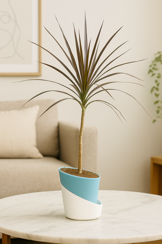 Marginata Plant With Atlantis Self Watering Pot