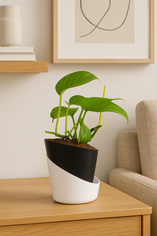 Money Plant With Atlantis Self Watering Pot