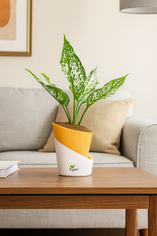 Aglaonema Chinese Evergreen Plant With Atlantis Self Watering Pot