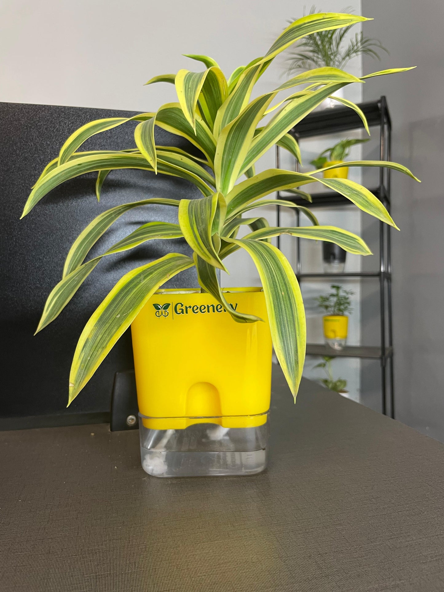 Dracaena reflexa (Song of India) Plant With Self Watering Pots [Square]