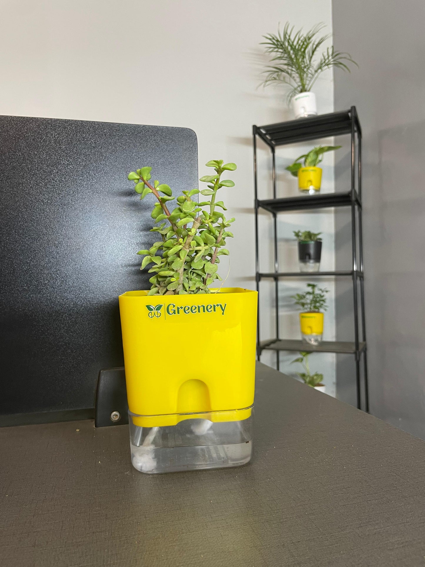 Jade Plant With Self Watering Pot: Lucky Plant [Square]