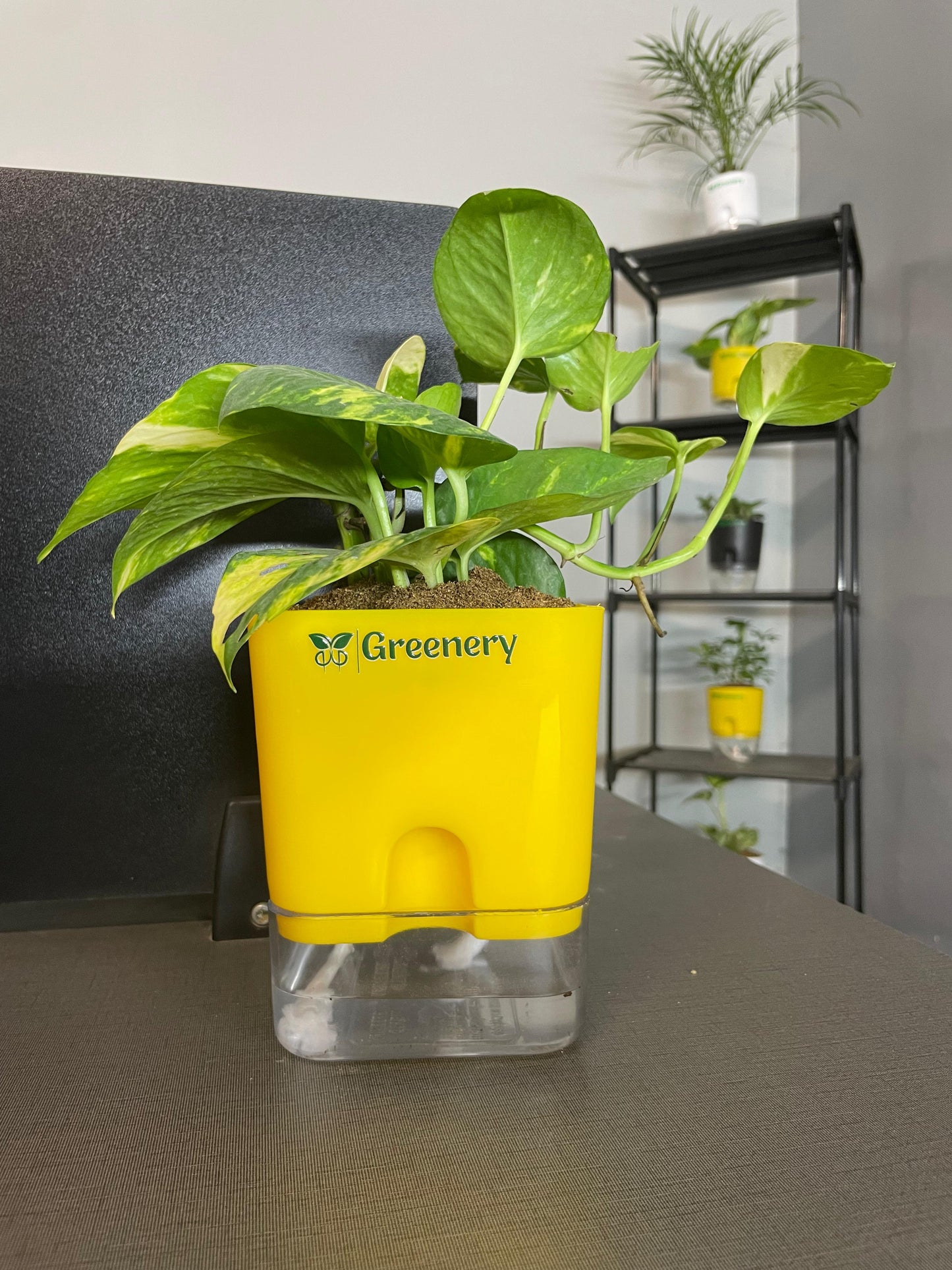Money Plant With Self Watering Pot [Square]