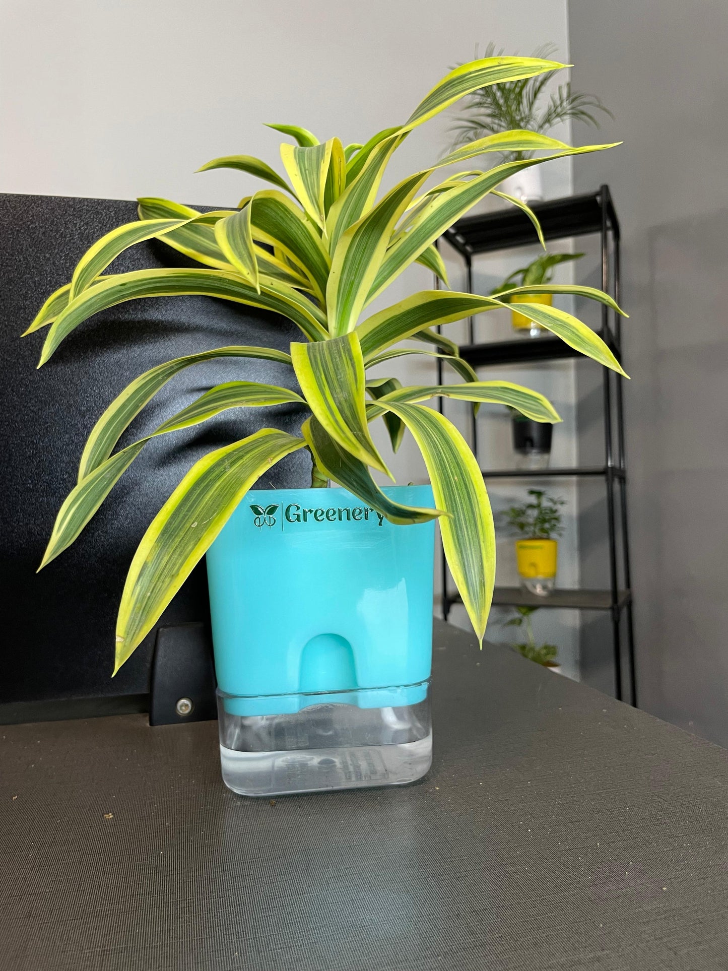 Dracaena reflexa (Song of India) Plant With Self Watering Pots [Square]
