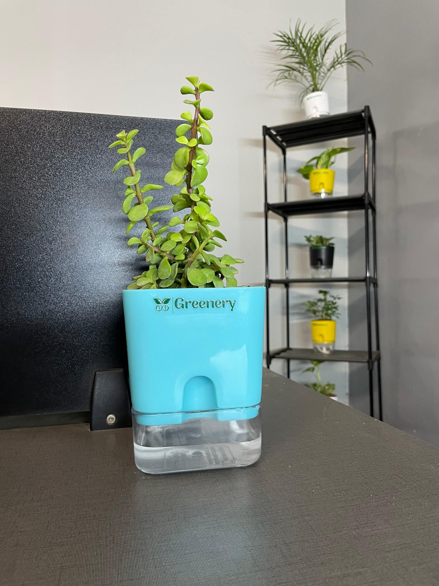 Jade Plant With Self Watering Pot: Lucky Plant [Square]