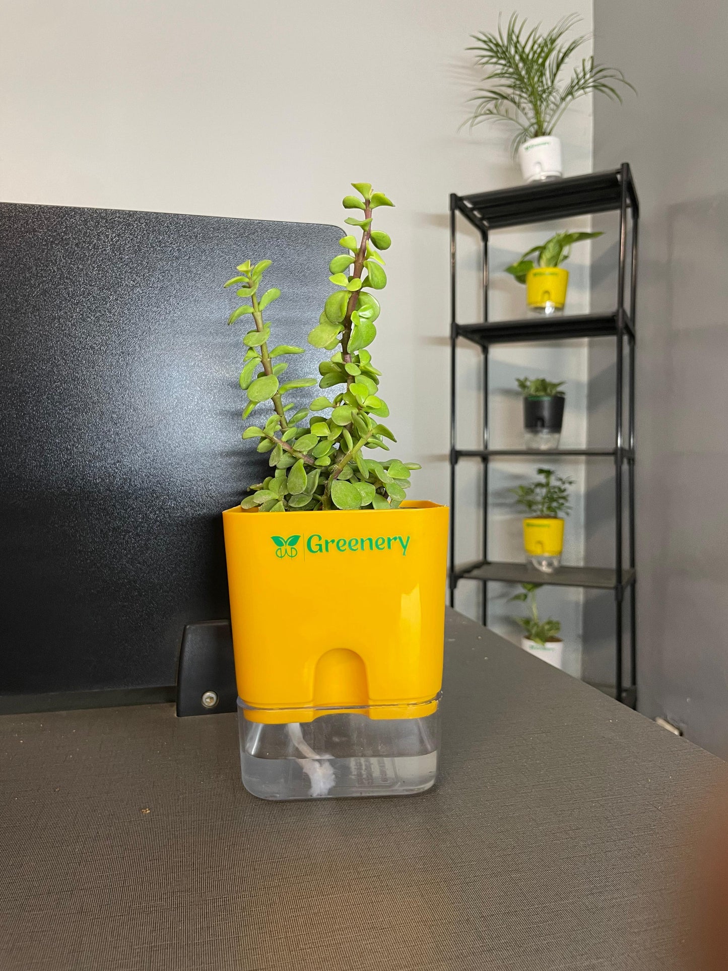 Jade Plant With Self Watering Pot: Lucky Plant [Square]