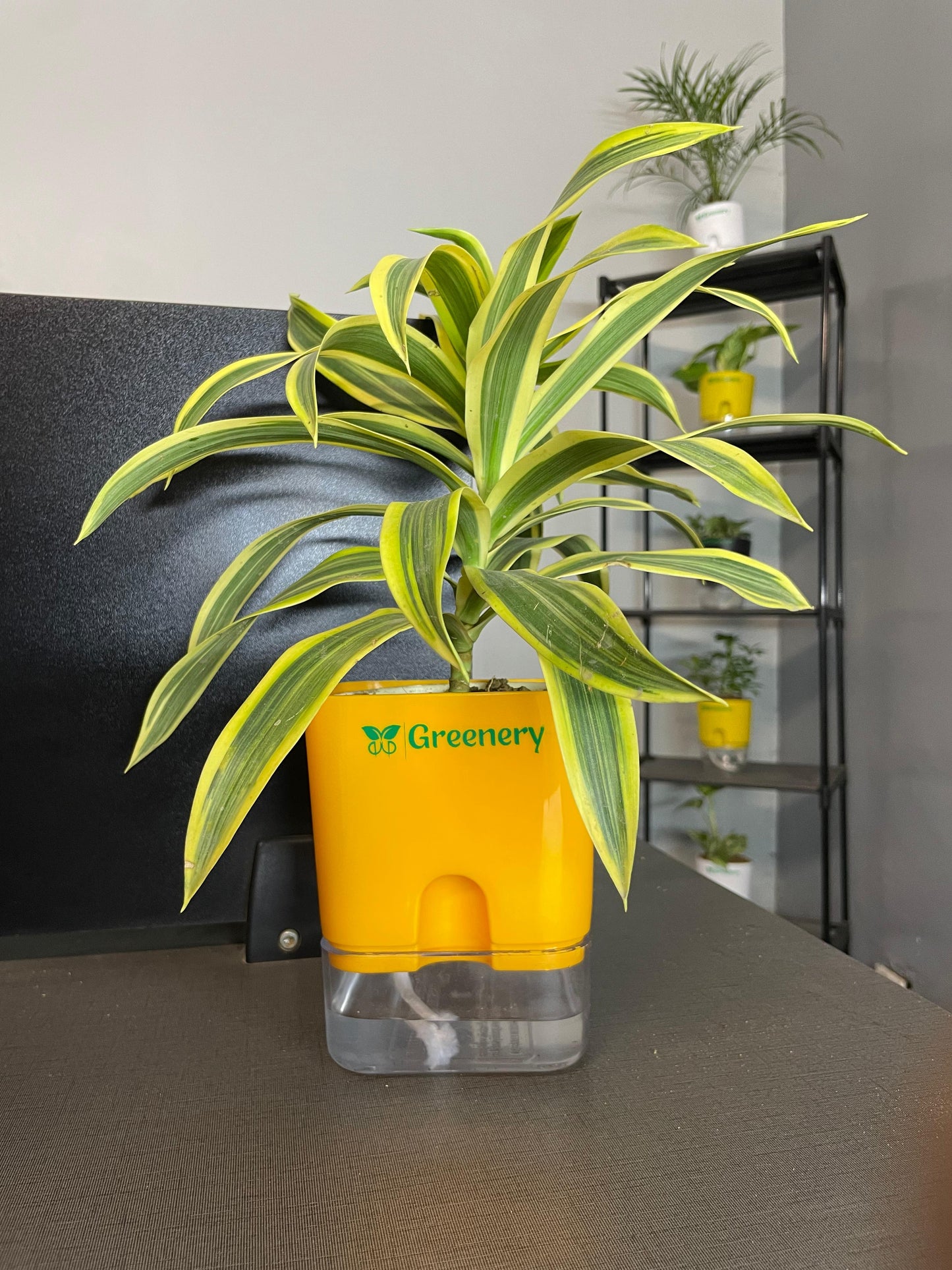 Dracaena reflexa (Song of India) Plant With Self Watering Pots [Square]