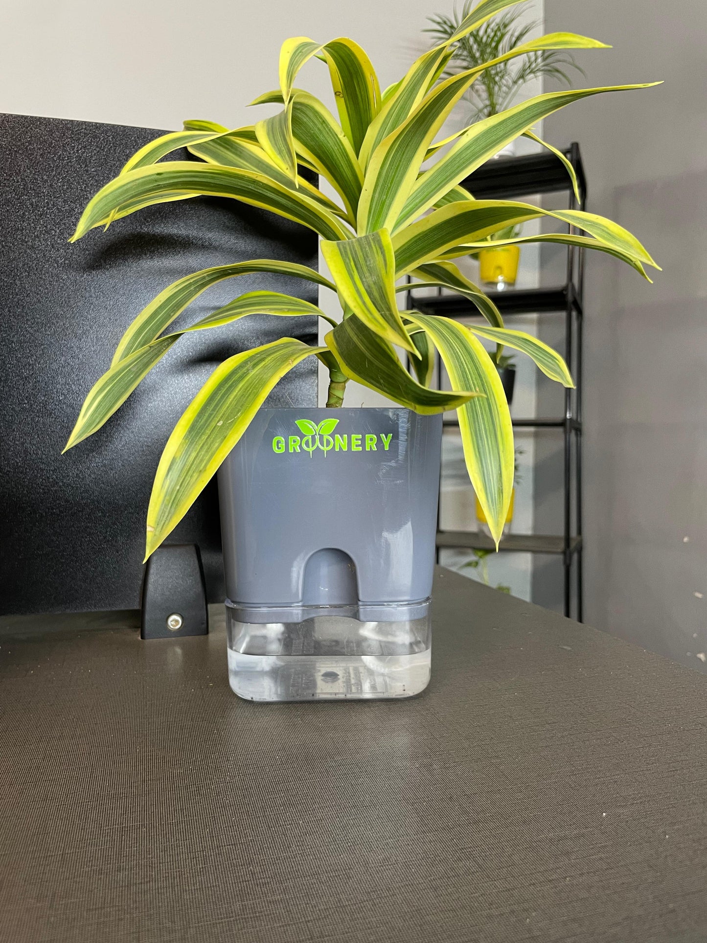 Dracaena reflexa (Song of India) Plant With Self Watering Pots [Square]