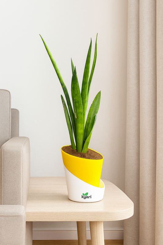 Sansevieria Dragon Claw With Atlantis Self Watering Pot