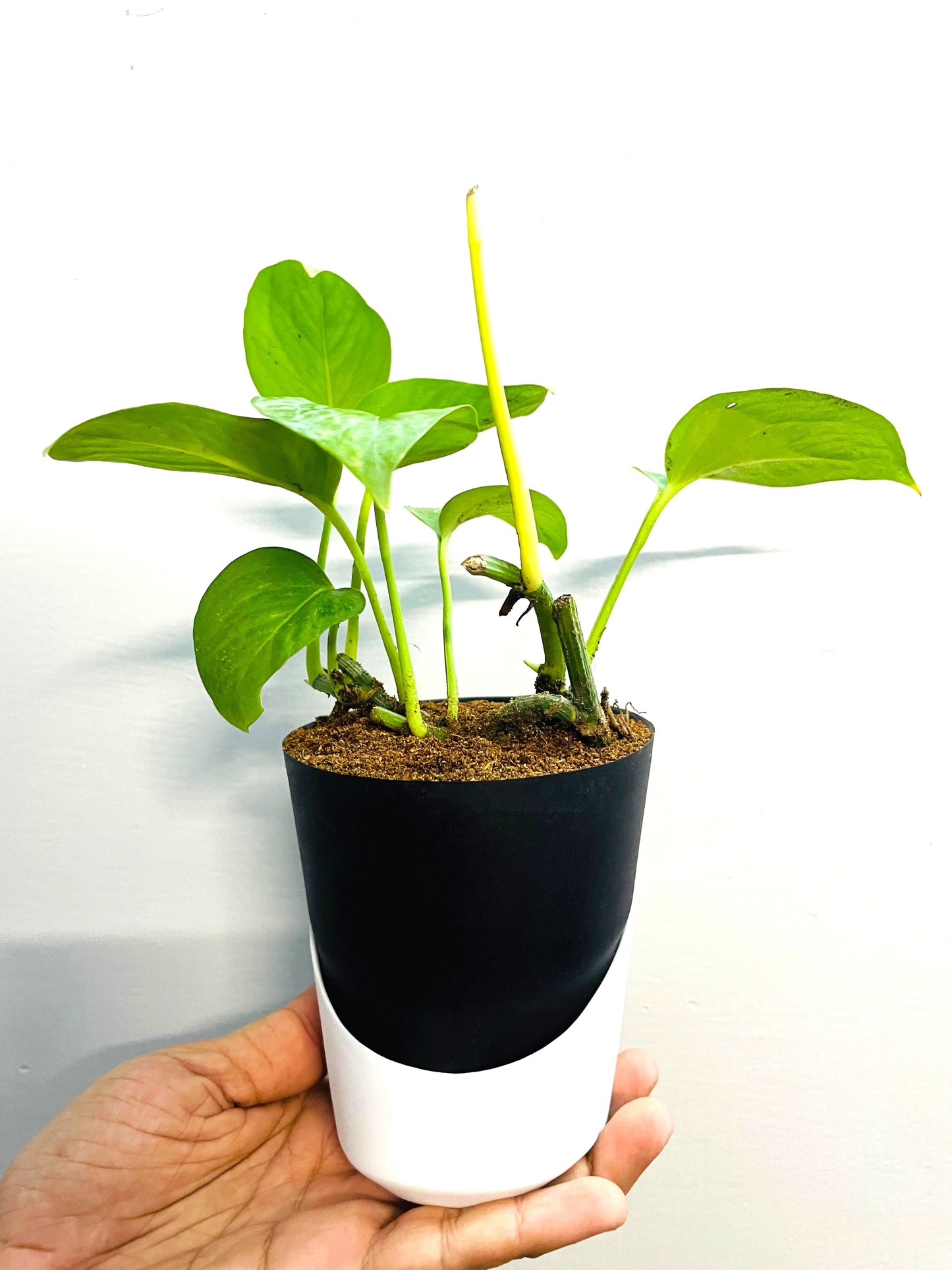 Money Plant With Atlantis Self Watering Pot
