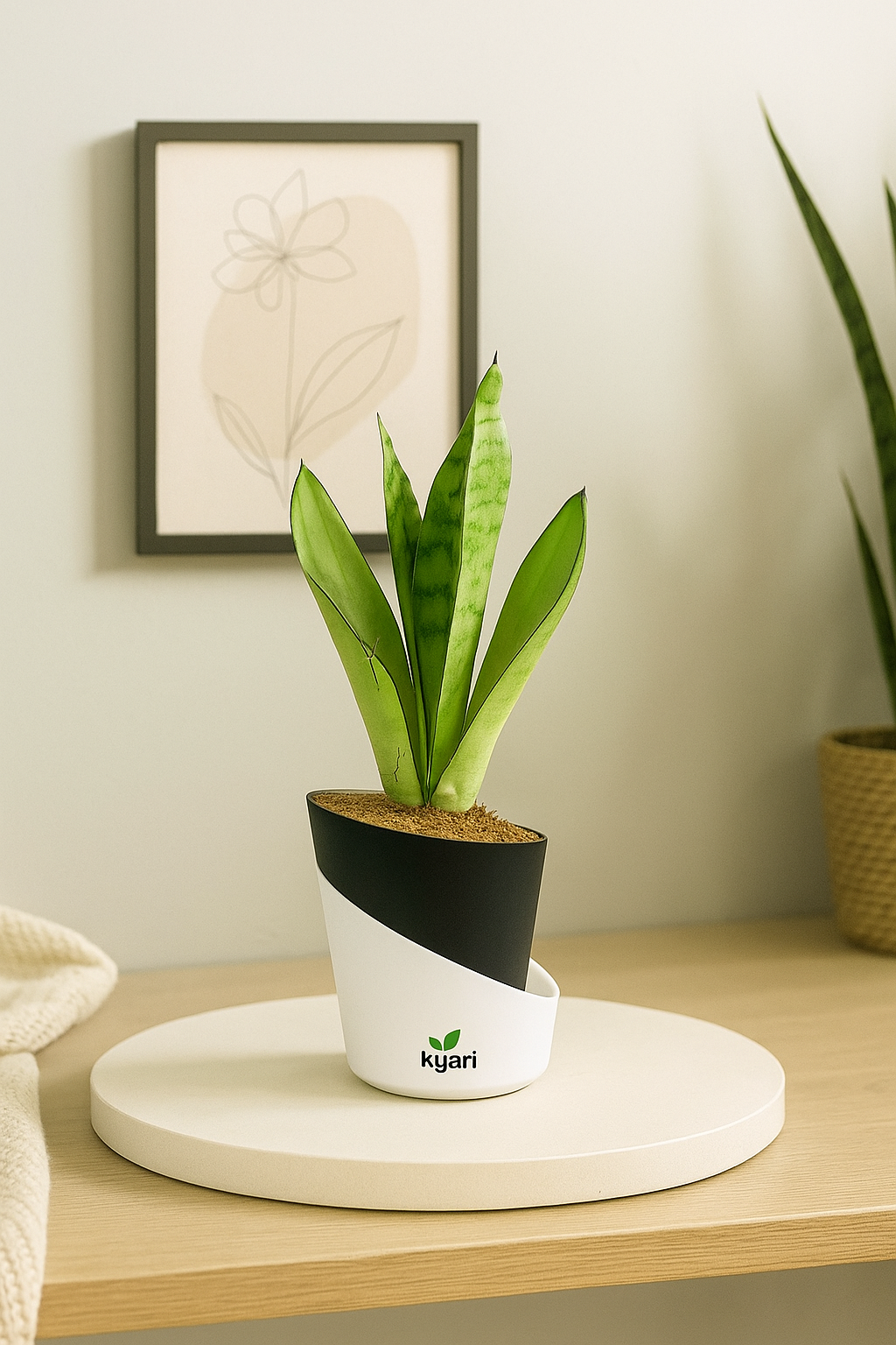 Sansevieria Moonshine (Snake Moonshine) Plant With Atlantis Self Watering Pot
